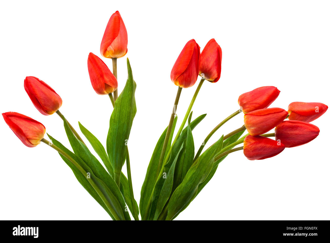 beautiful bouquet of tulips on a white background Stock Photo - Alamy