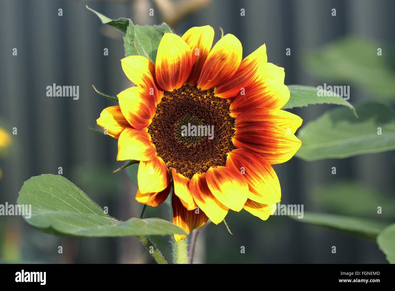 Helianthus annuus or known as Golden Prominence F1 sunflower Stock Photo