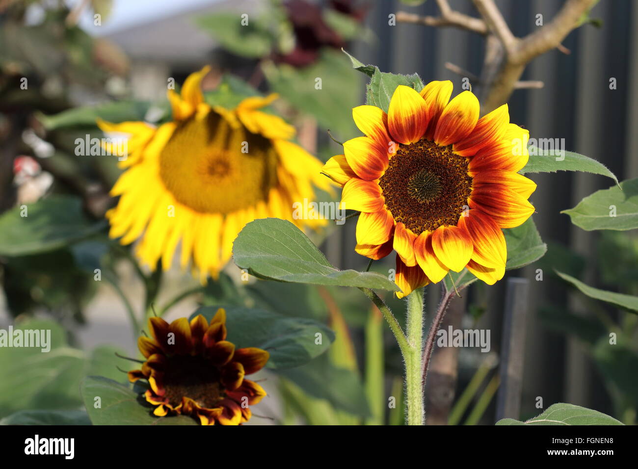 Helianthus annuus or known as Golden Prominence F1 sunflower Stock Photo