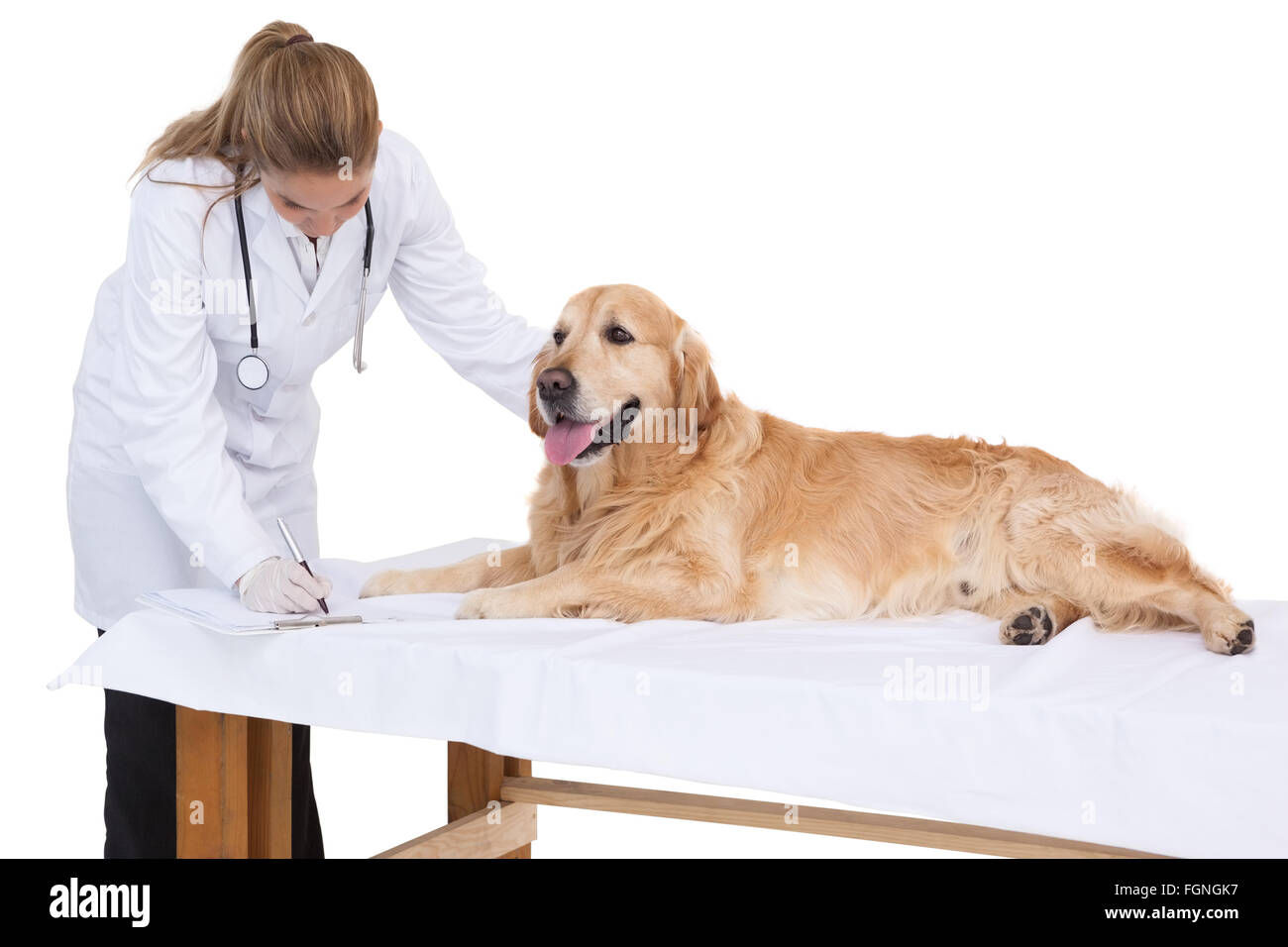 Lab Testing Labrador Vet checking a labrador Stock Photo - Alamy