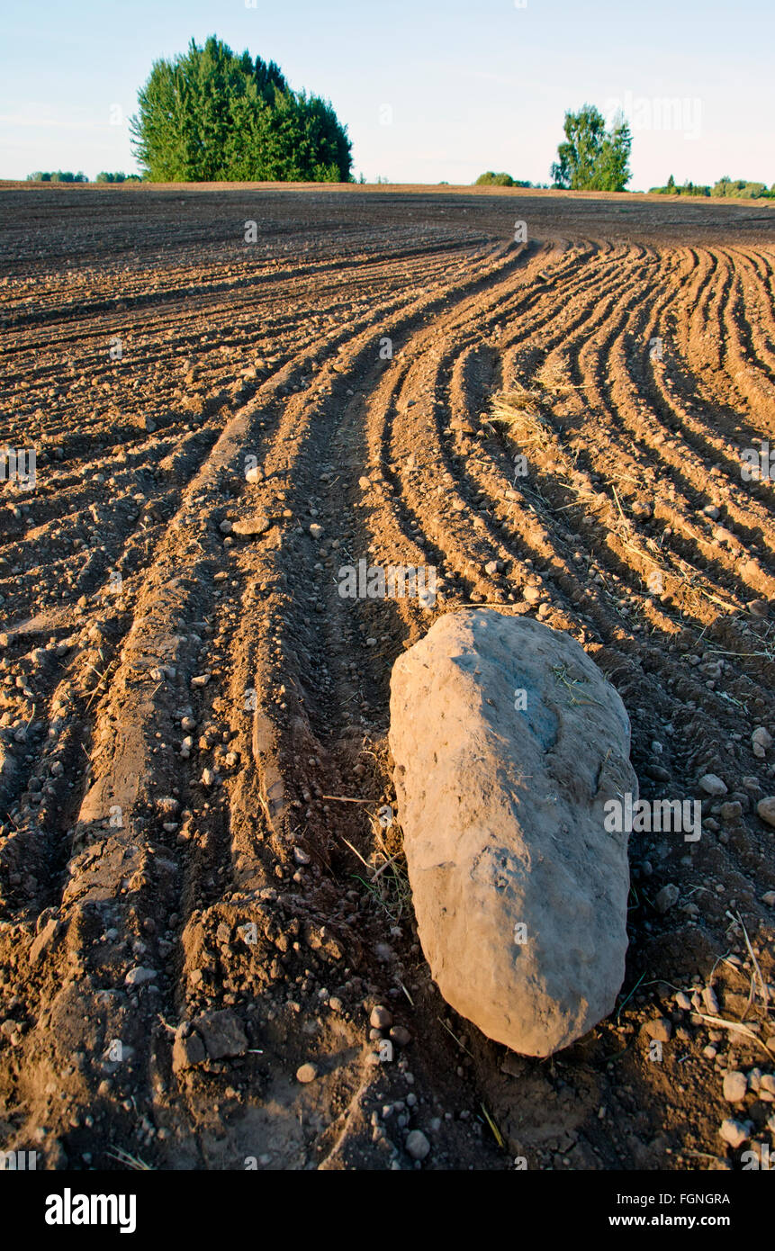 Freshly plowed clay soil field with a stone and trees far away on sunny autumn's day Stock Photo