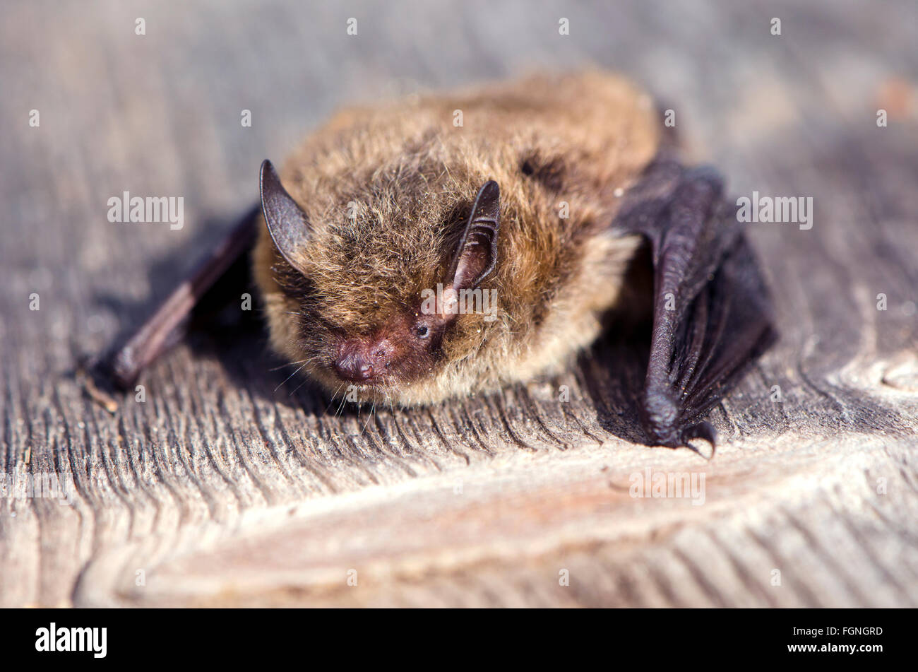 Close up of Nathusius' pipistrelle bat on sunny day on wooden plank Stock Photo