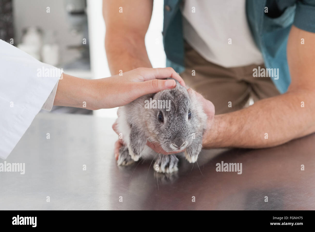 Vet giving a rabbit a check up Stock Photo Alamy