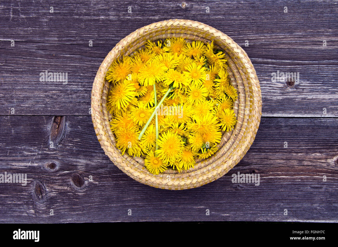 Yellow flowering freshly picked dandelion blossoms in wicker basket on wooden rustic surface Stock Photo