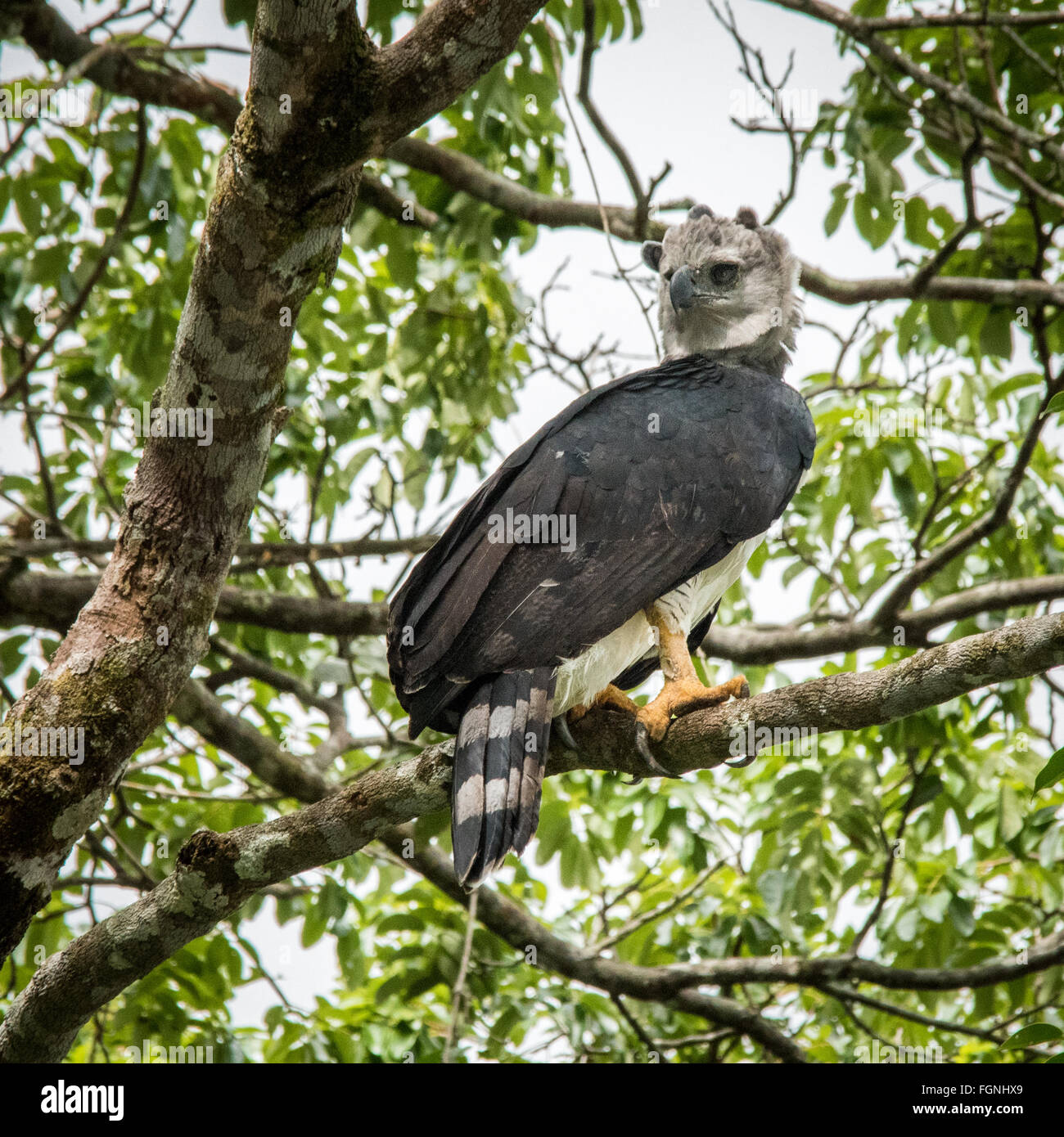 Harpy eagle Harpia harpyja raptor perched on a branch. This large bird of  prey is on the threatened species list Stock Photo - Alamy, birds prey list  