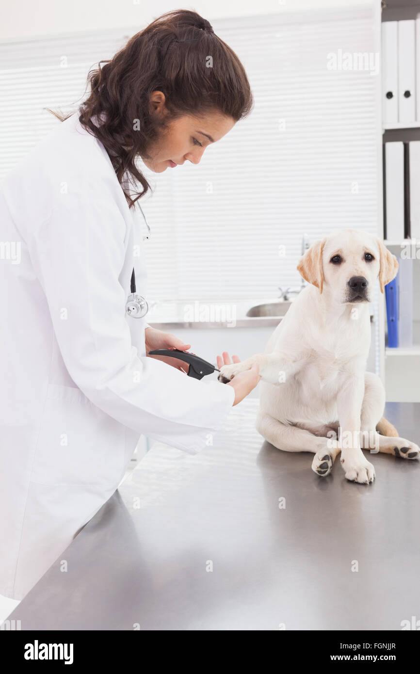 Vet using nail clipper on a labrador Stock Photo Alamy