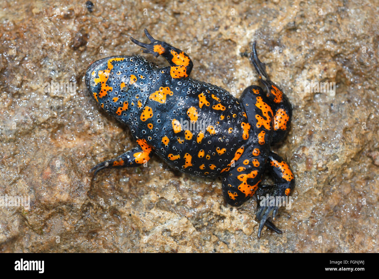 European fire-bellied toad (Bombina bombina) lying in shock position on the back, showing red warning coloration on ventral side Stock Photo