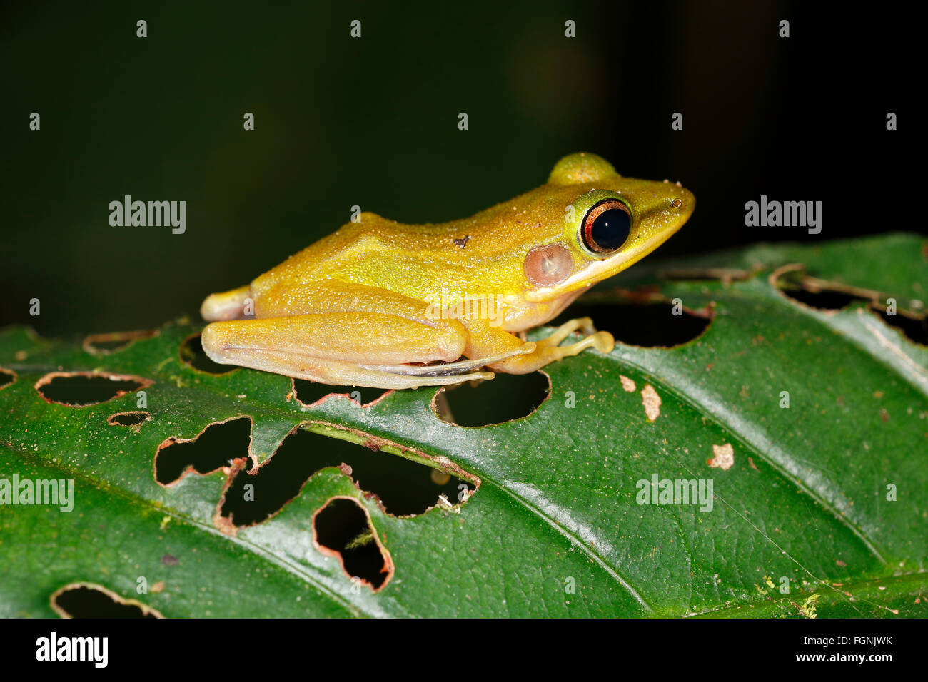 White-lipped frog (Rana chalconota), true frog in the tropical rainforest, by night, Kubah National Park, Sarawak, Borneo Stock Photo