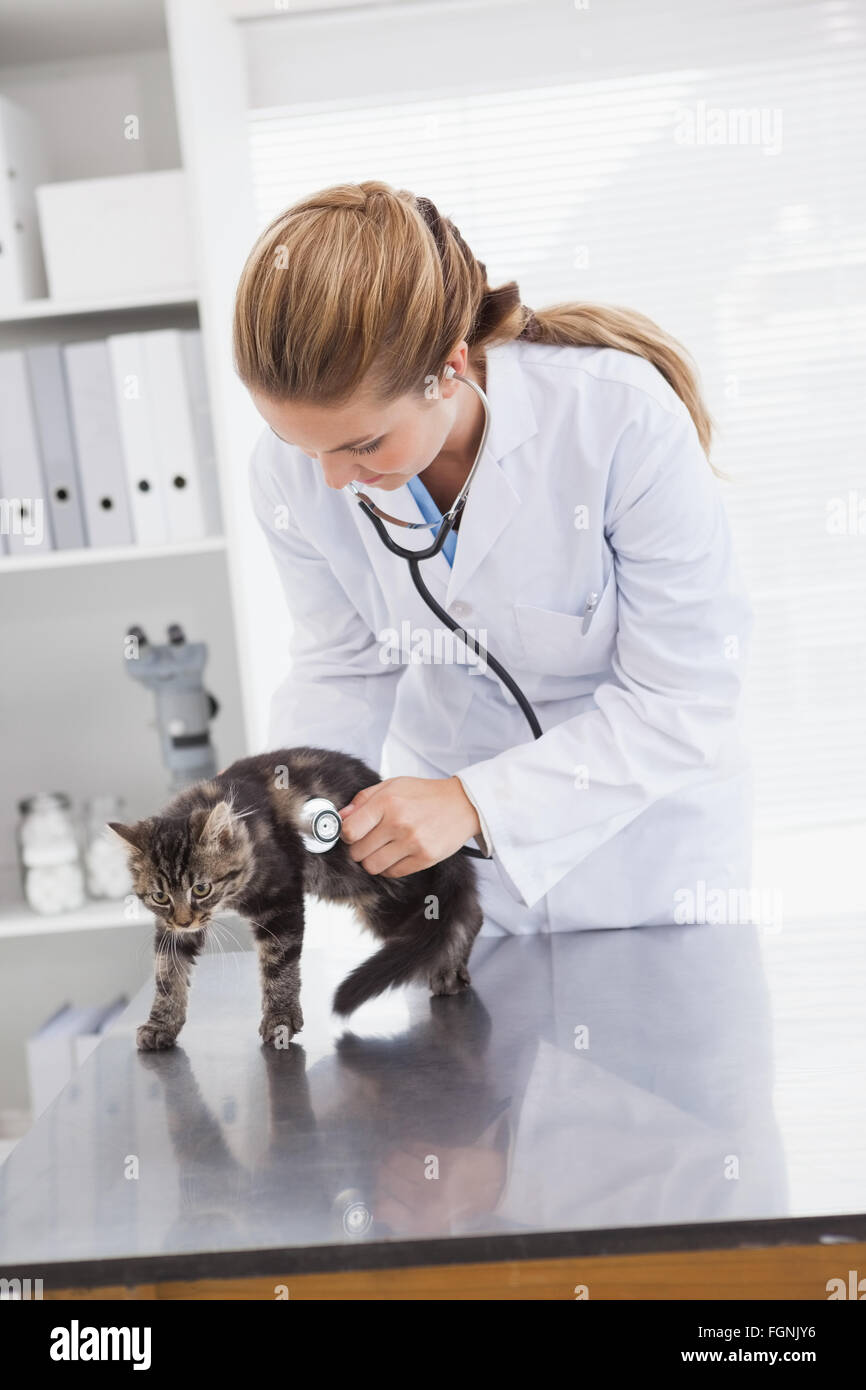 Vet examining a small cat Stock Photo - Alamy