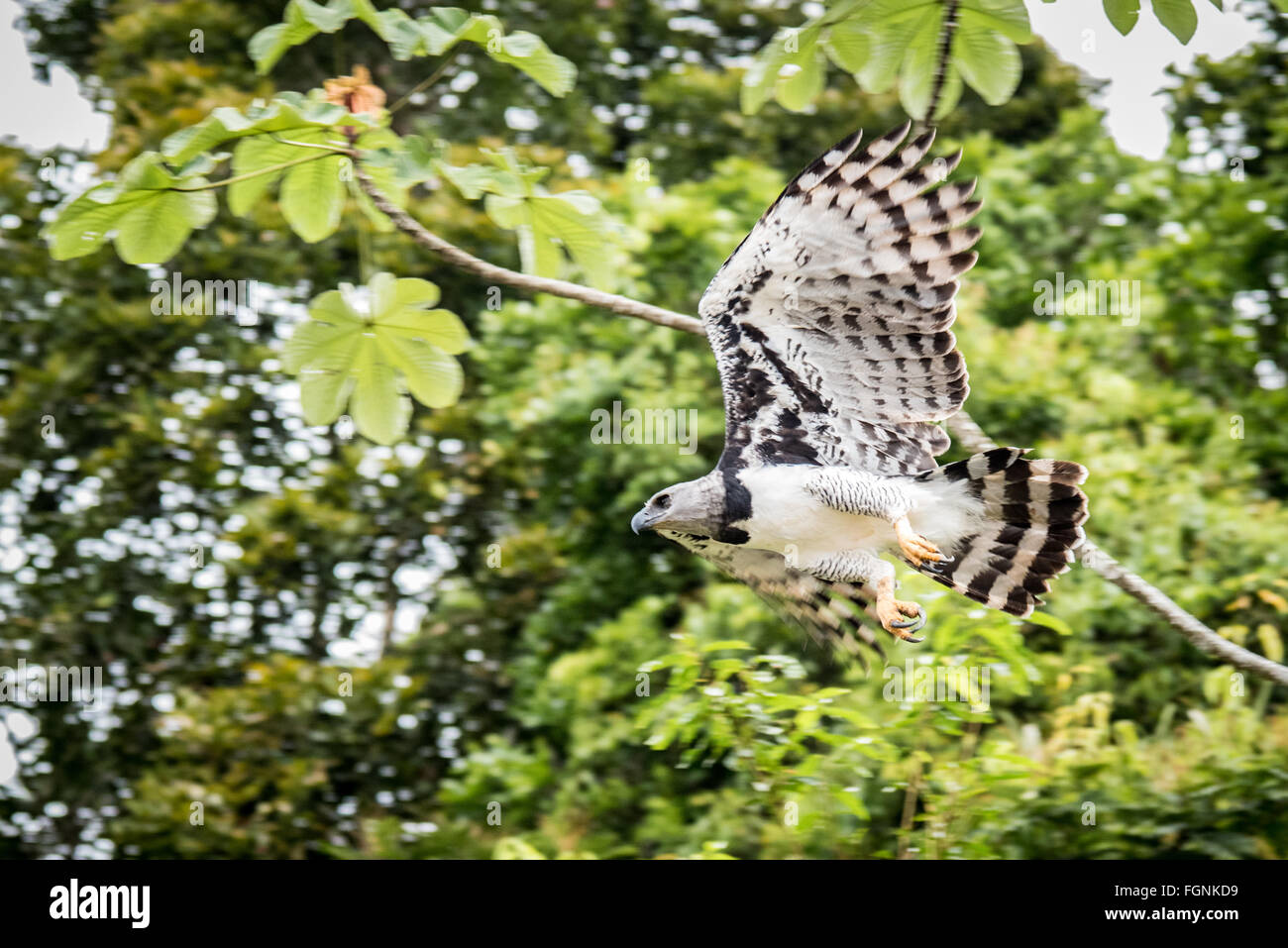 Harpy eagle hires stock photography and images Alamy
