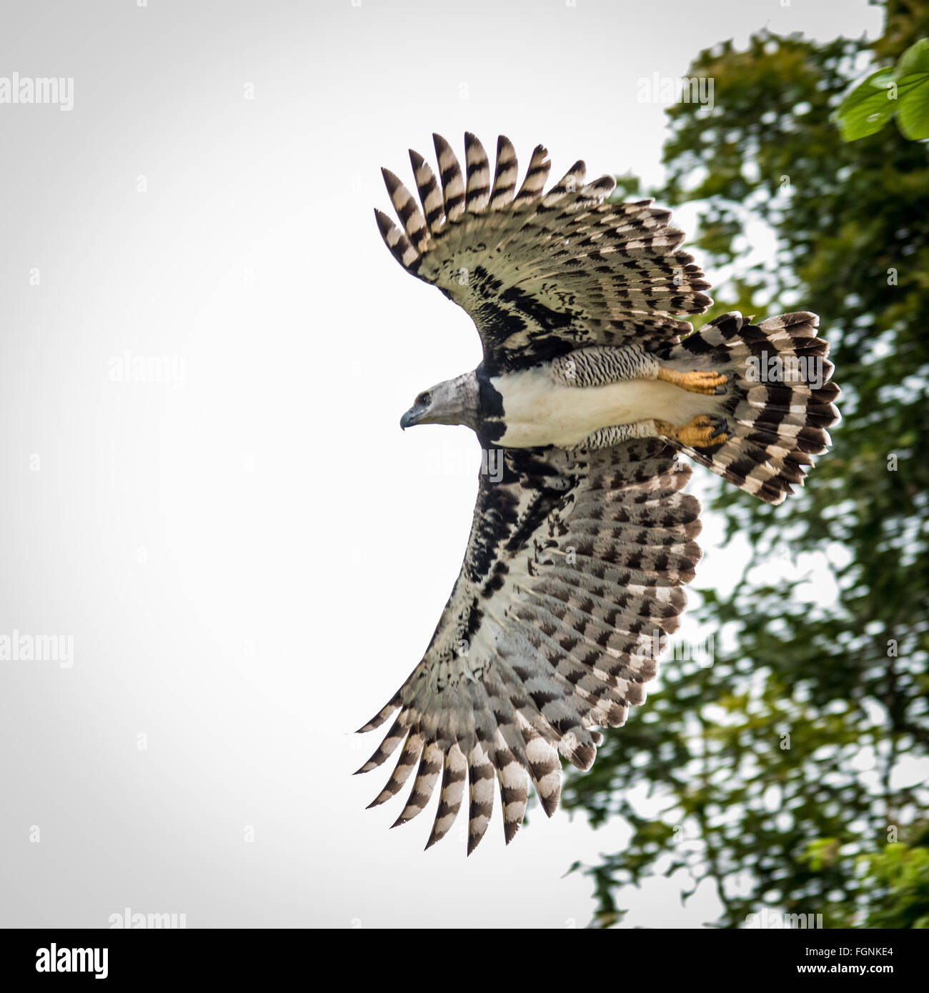 Harpy eagle flight hi-res stock photography and images - Alamy