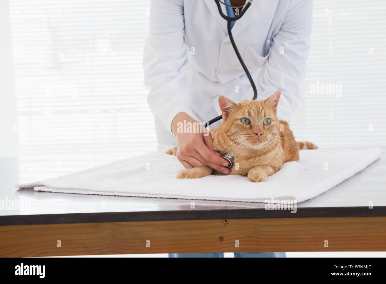 Vet checking a cats heartbeat Stock Photo Alamy
