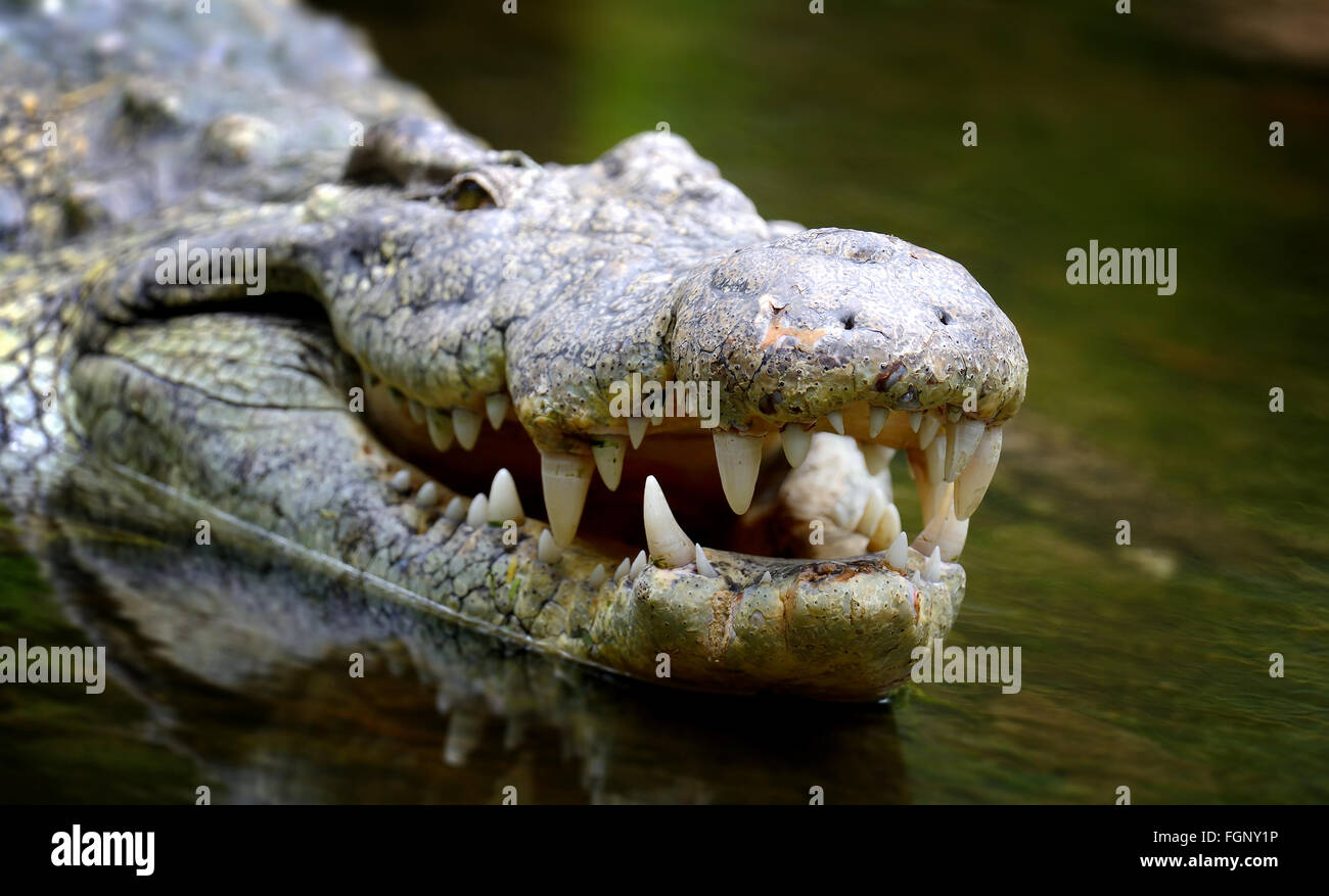 Crocodile in river. National park of Africa Stock Photo