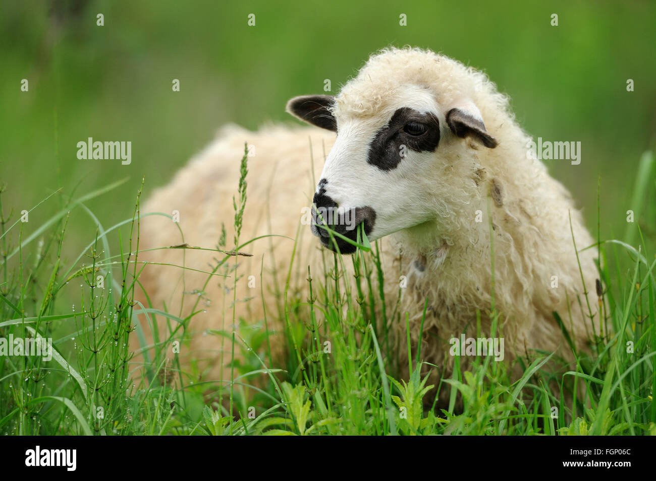 White sheep in grass on a farm Stock Photo - Alamy