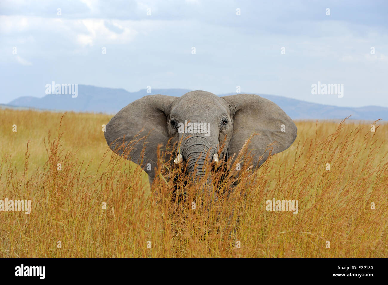 Big elephant in National park of Kenya, Africa Stock Photo