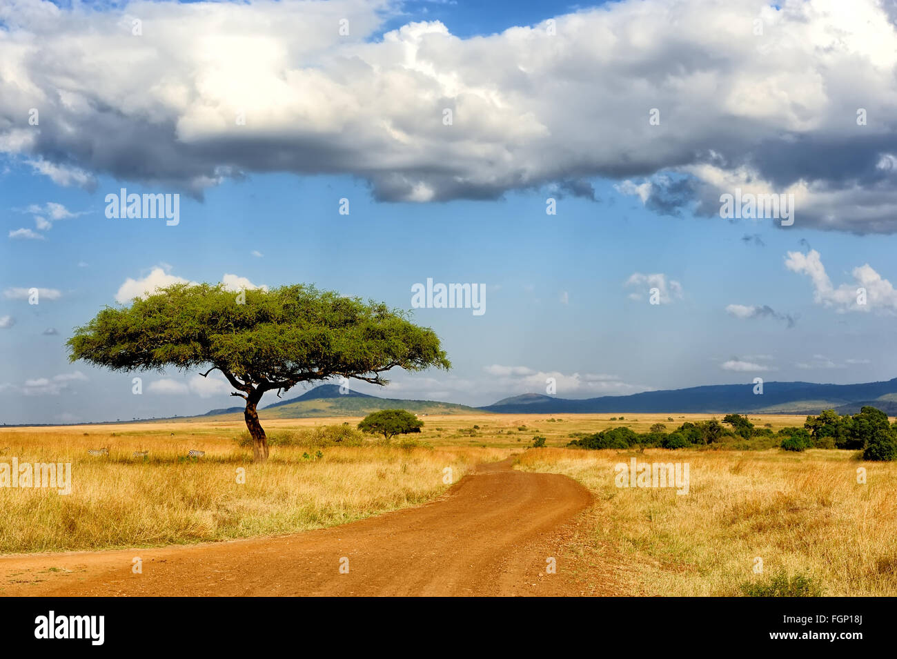 Beautiful landscape with tree in Africa Stock Photo Alamy