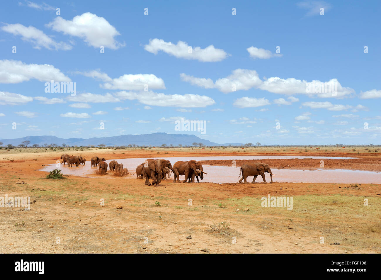 Elephant in lake. National park of Kenya, Africa Stock Photo