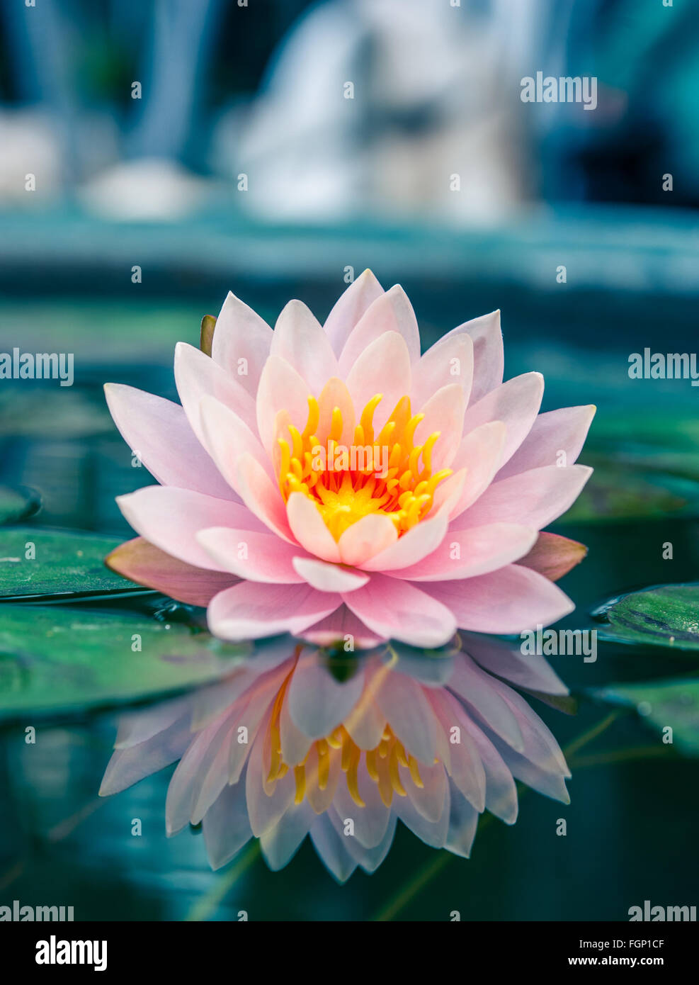Lotus Bloom [Time Spiral Promos] main image 0