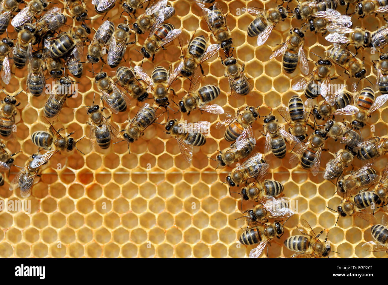 Moving Honey Bee High Resolution Stock Photography and Images - Alamy