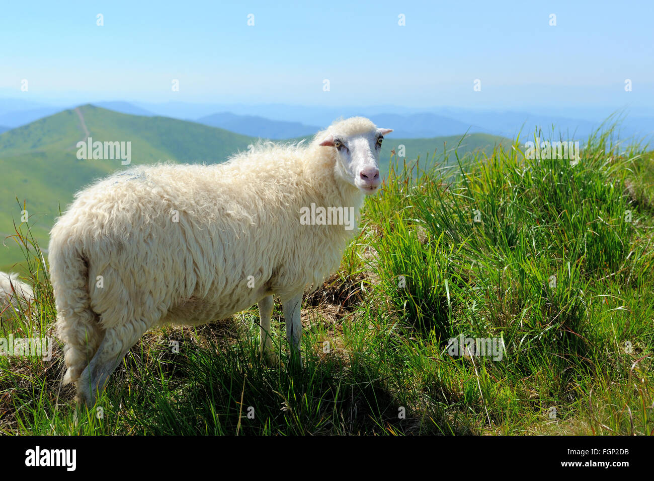 Flock of sheep in a mountain valley Stock Photo - Alamy