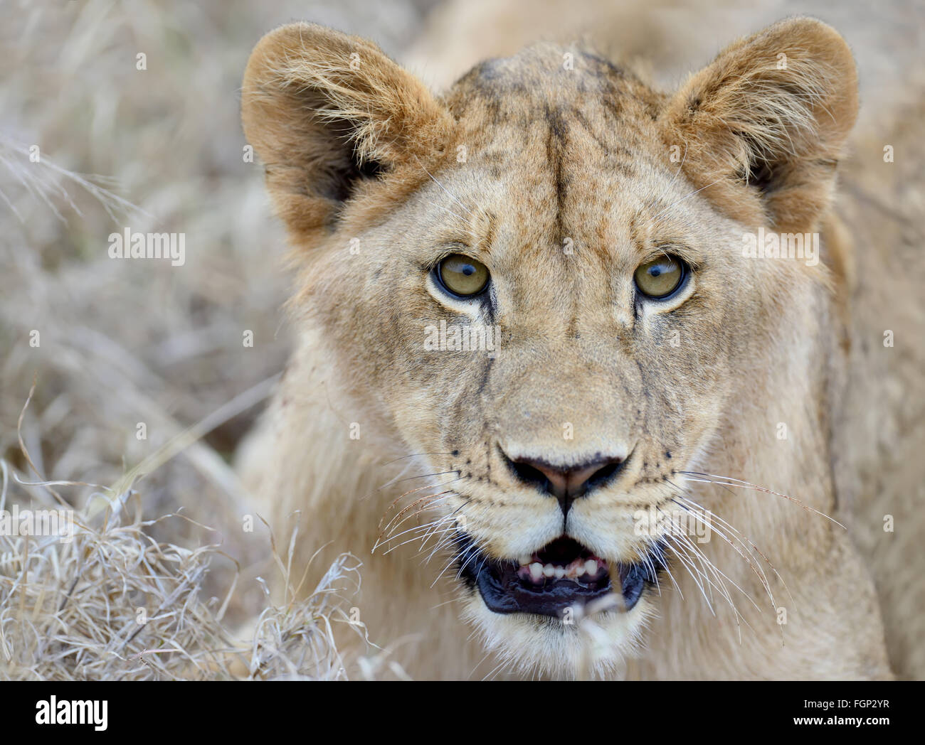 Roaring lion portrait hi-res stock photography and images - Alamy