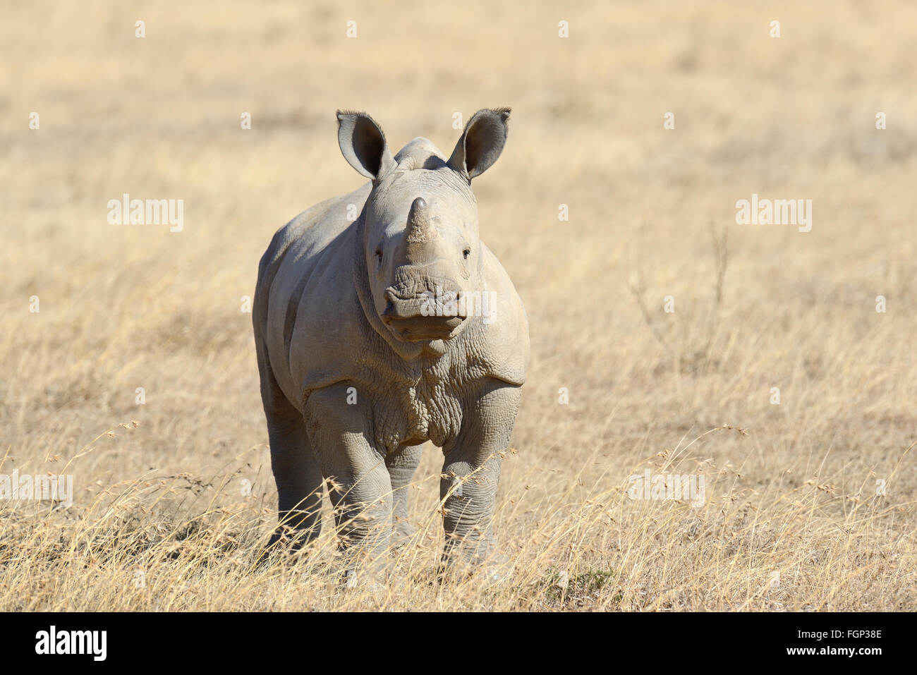African white rhino, National park of Kenya, Africa Stock Photo