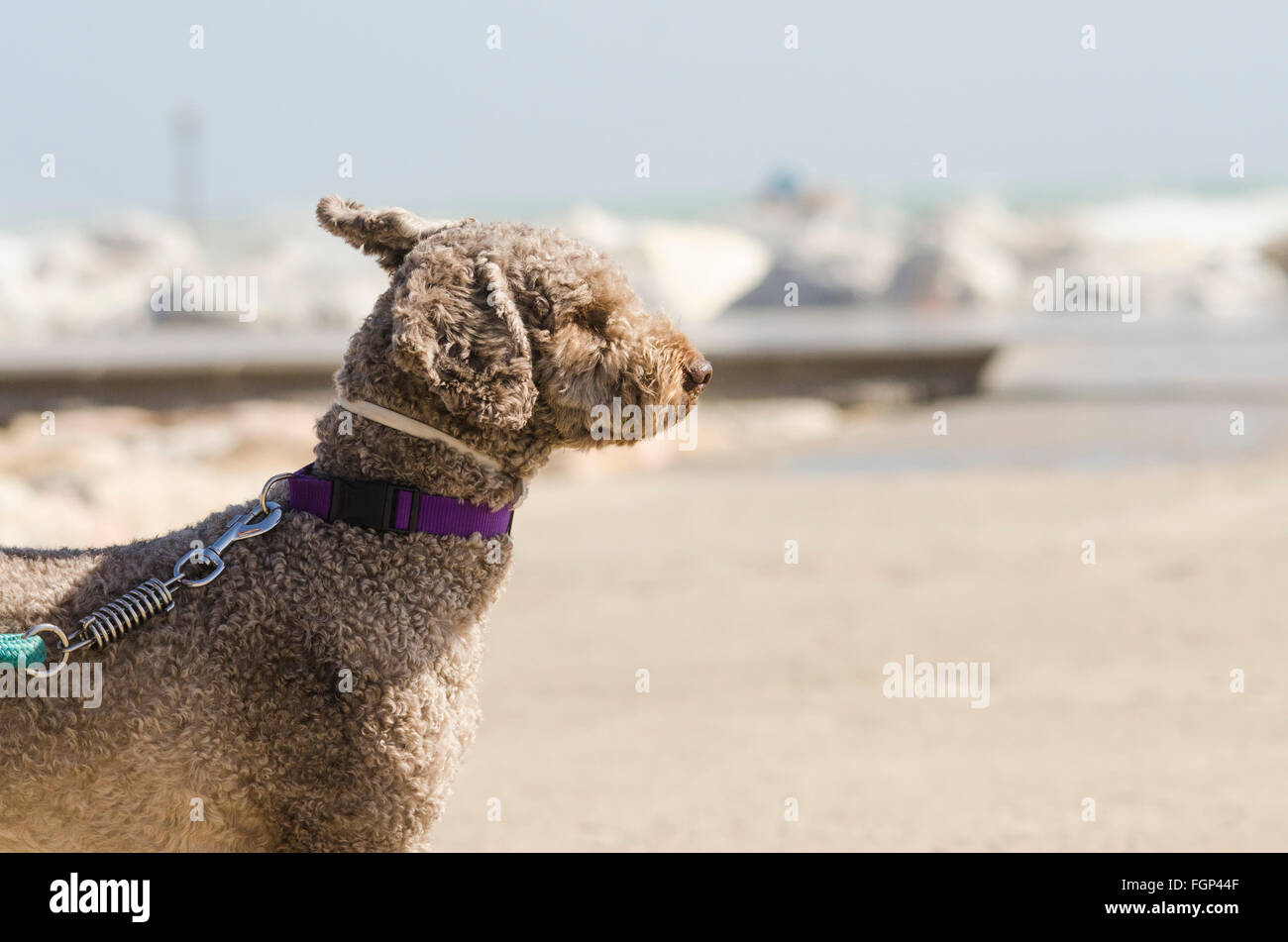 Dog on leash with collar at seaside. Stock Photo