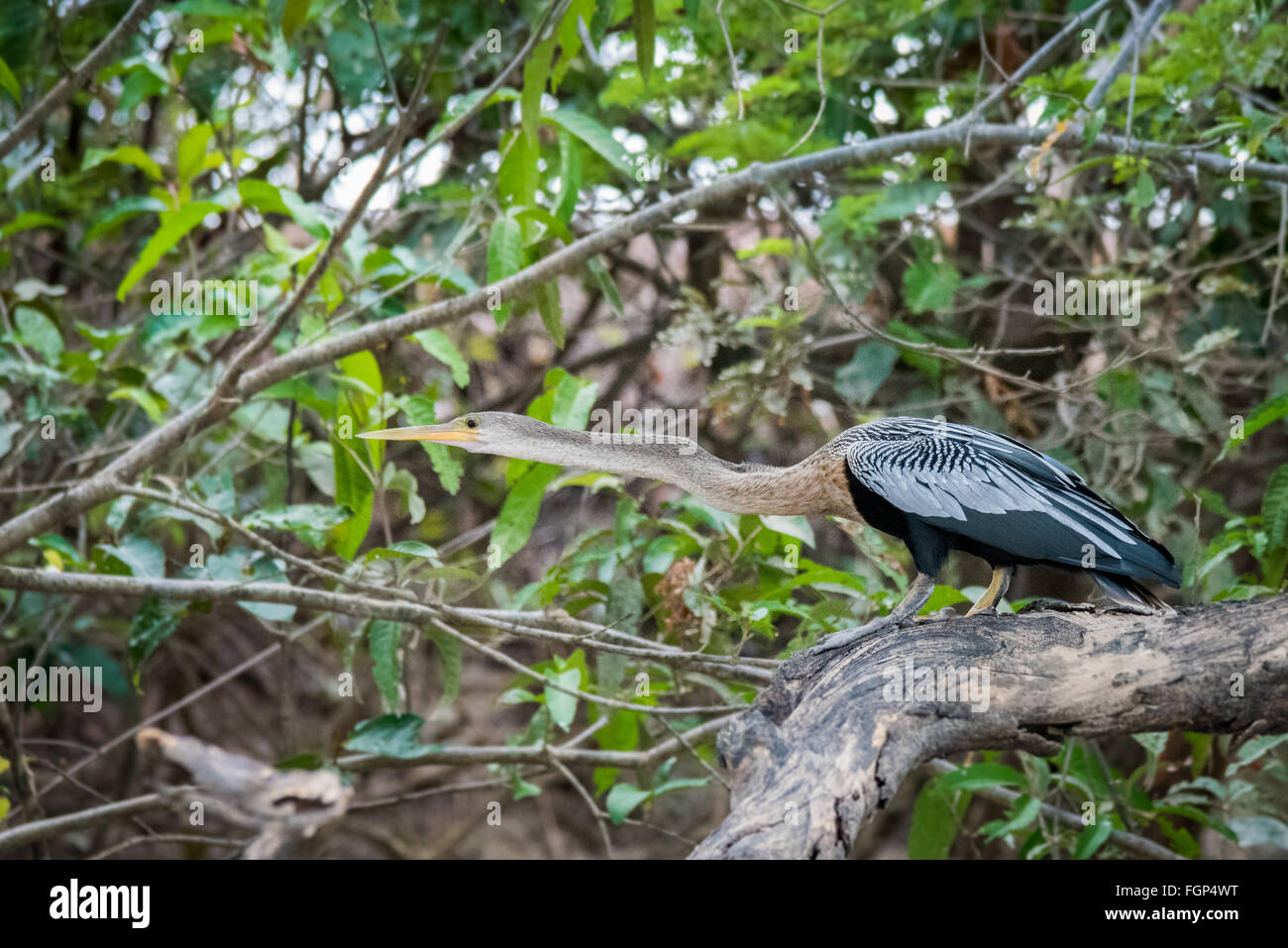 Bird predator fish eater hi-res stock photography and images - Alamy