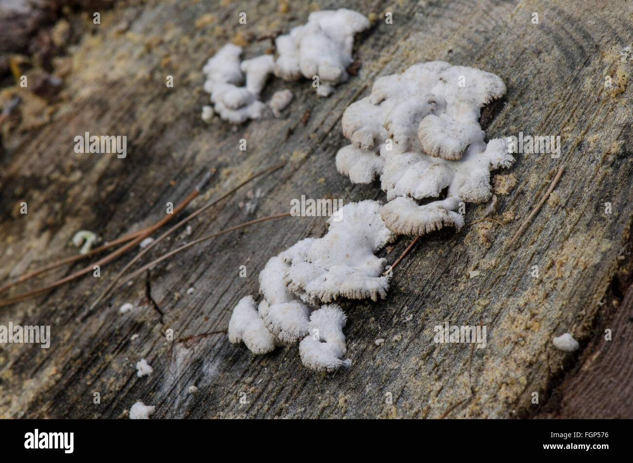Split gill., Schizophyllum commune  fungus on dead tree. Spain. Stock Photo