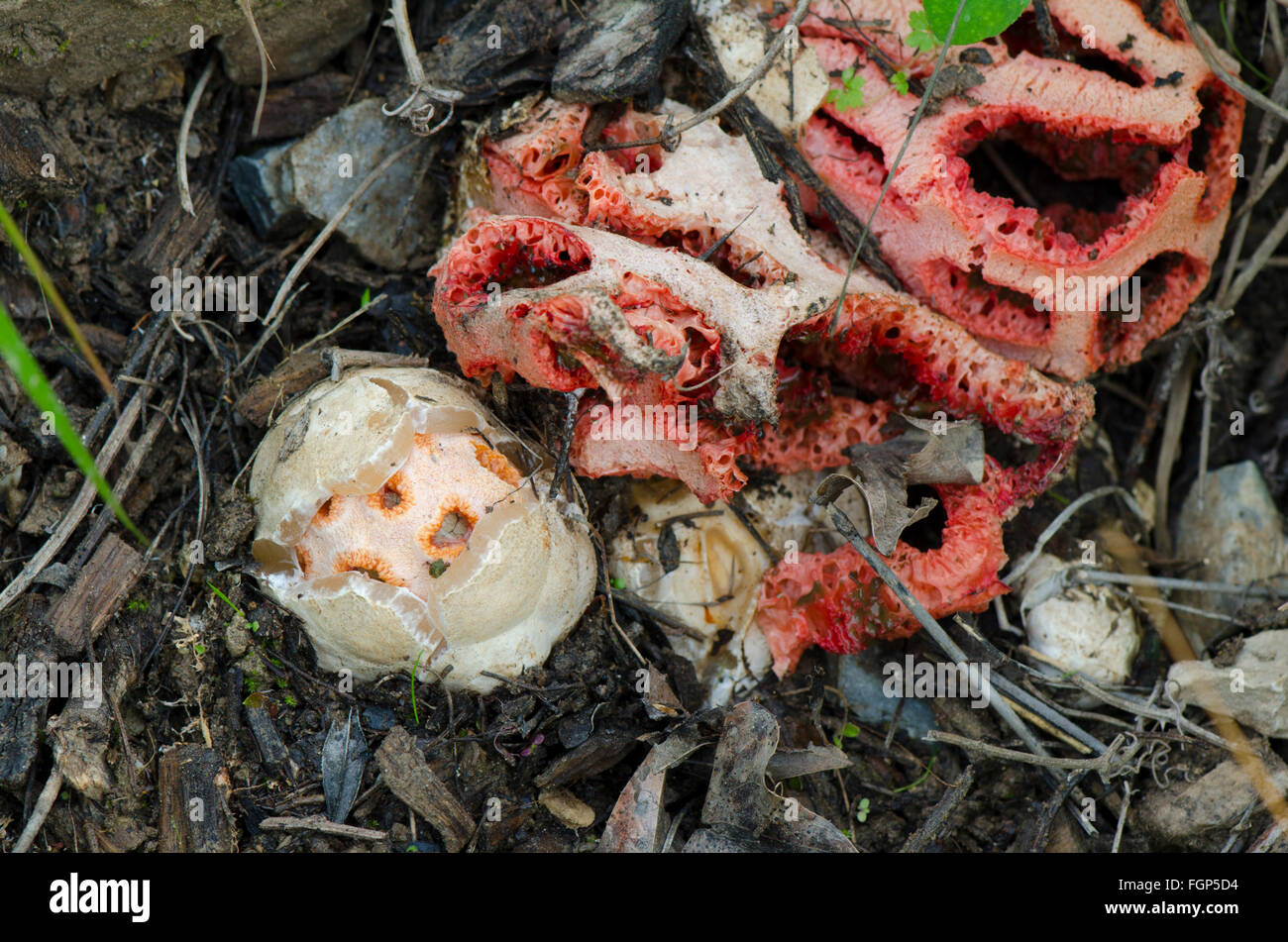 Mushroom, Clathrus ruber, latticed stinkhorn, basket stinkhorn, red cage, Fungus, Decaying exemplar and egg, Andalusia, Spain. Stock Photo