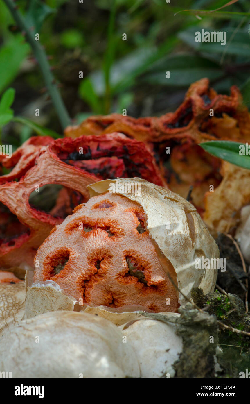 Latticed stinkhorn clathrus ruber hires stock photography and images