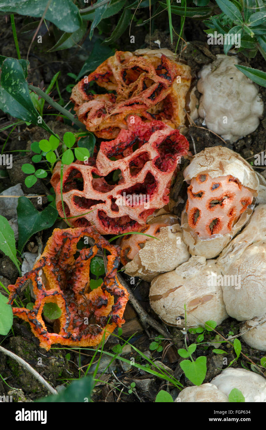 Mushroom, Clathrus ruber, latticed stinkhorn, basket stinkhorn, red cage, Fungus, Decaying exemplar and eggs, Andalusia, Spain. Stock Photo