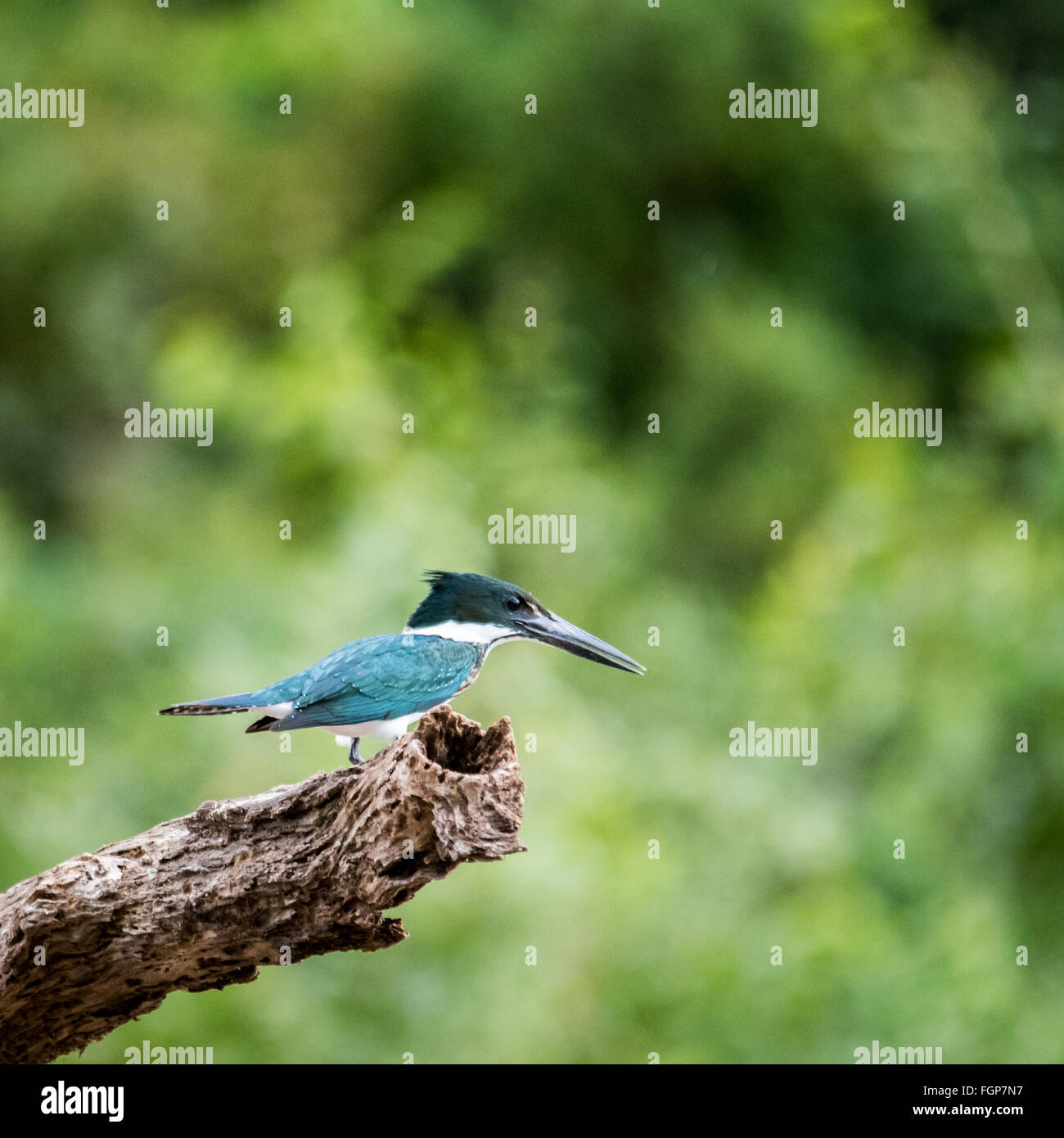 Amazon Kingfisher (Chloroceryle amazona) Stock Photo