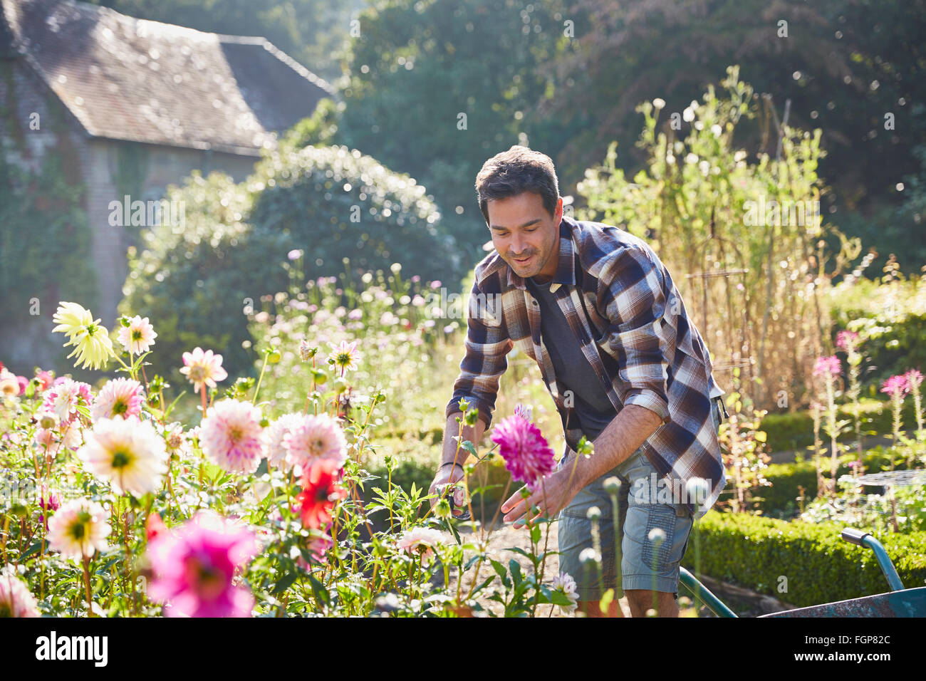 Man pruning flowers in sunny garden Stock Photo