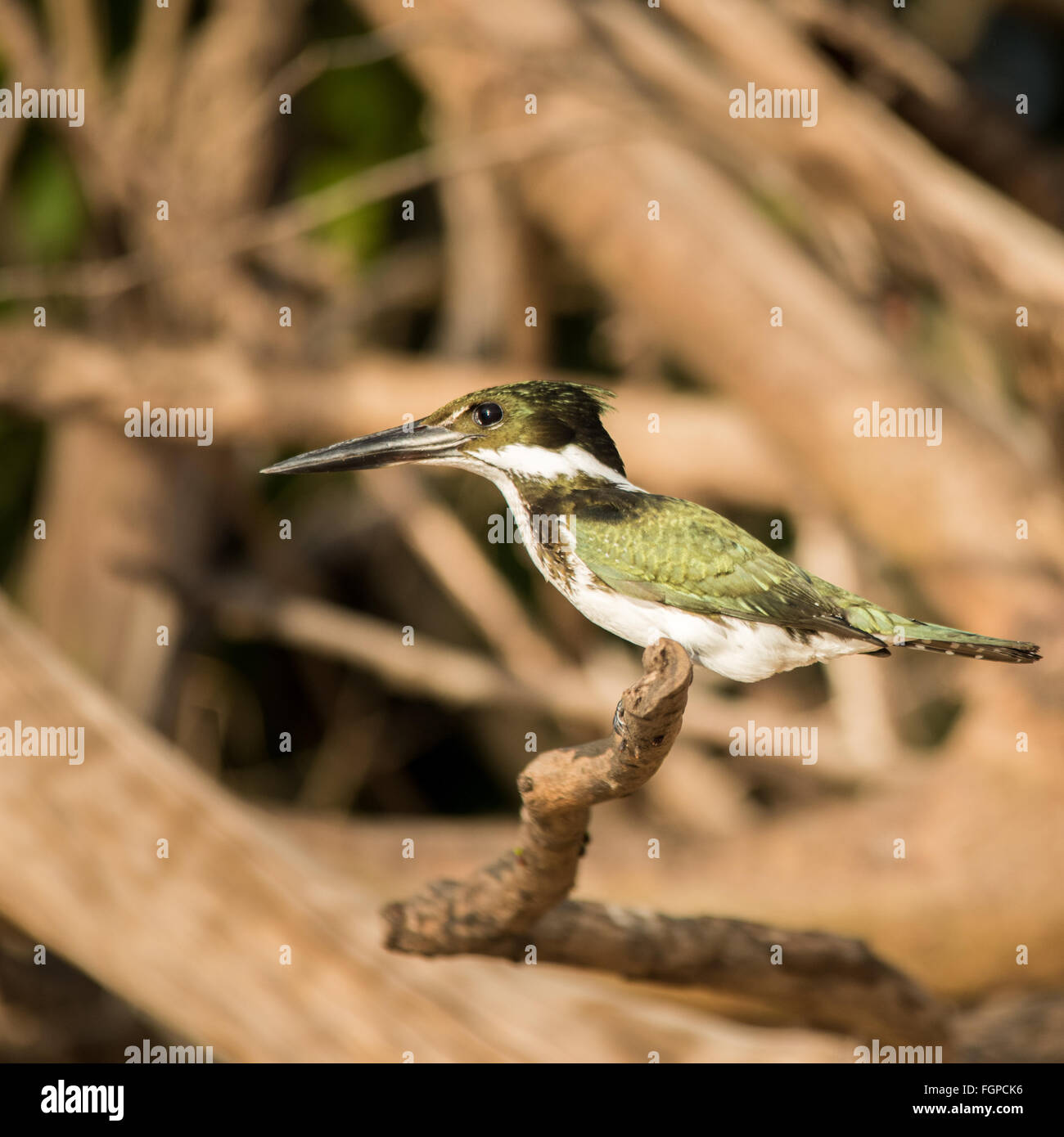 Amazon Kingfisher (Chloroceryle amazona) - Guyana, South America Stock Photo