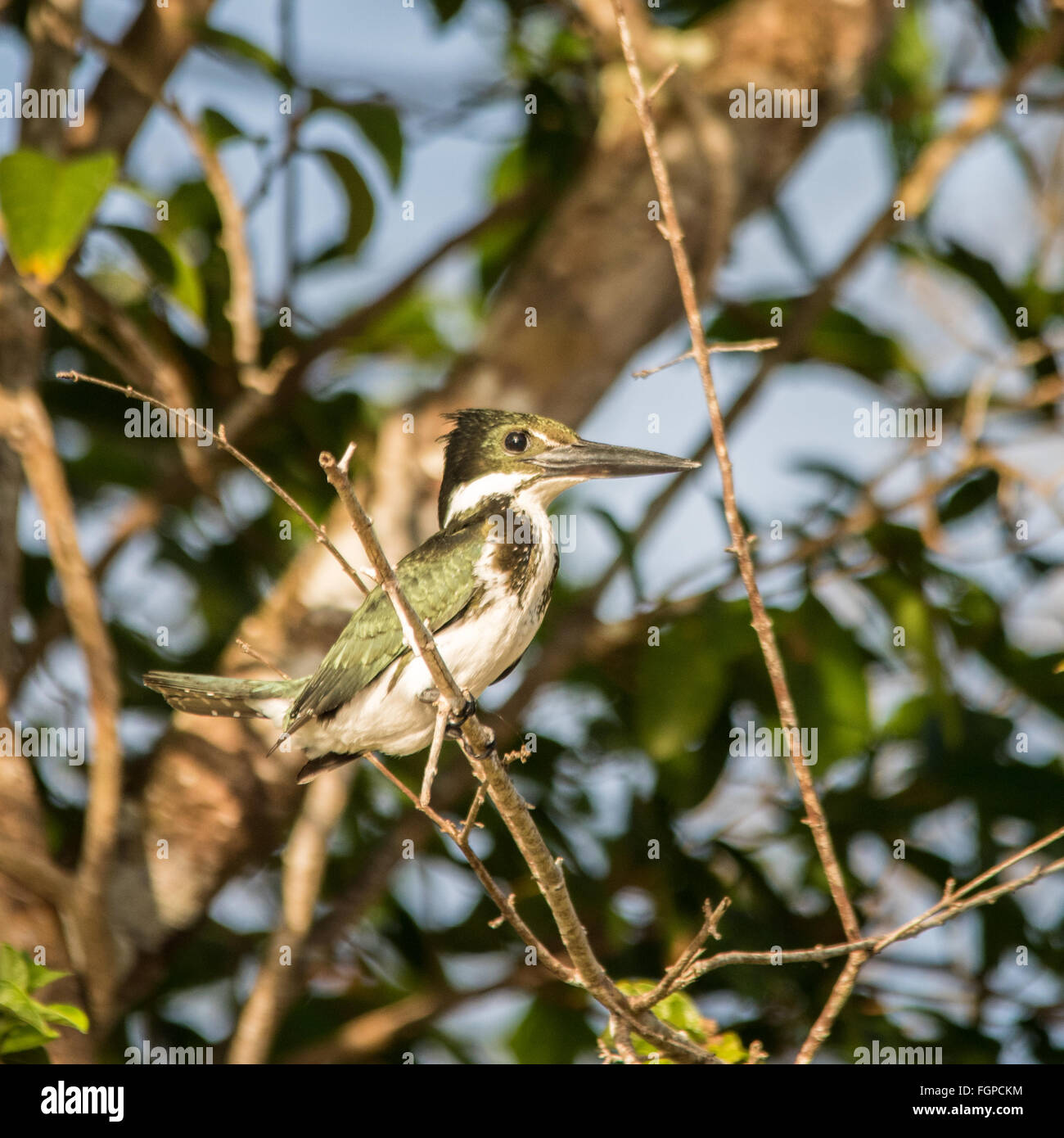 Amazon Kingfisher (Chloroceryle amazona) - Guyana, South America Stock Photo