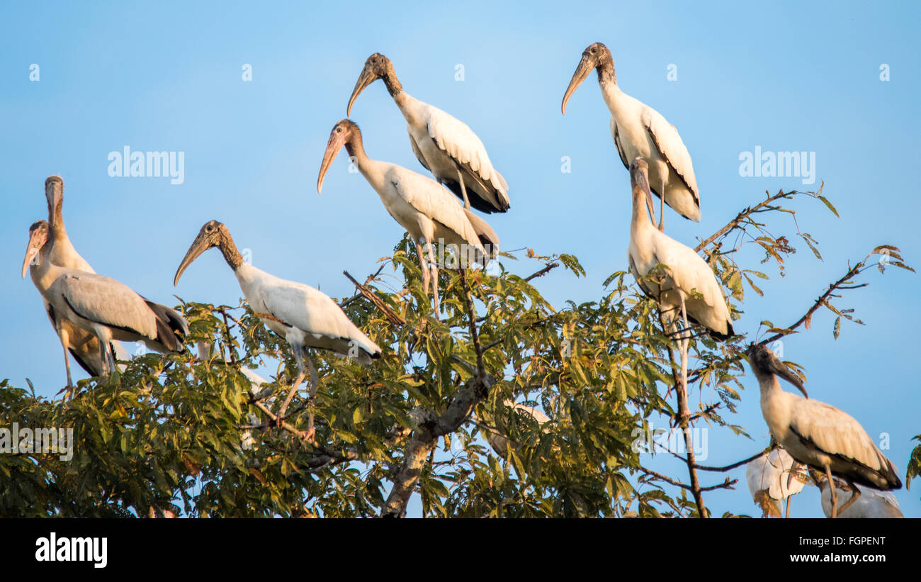 American Wood Storks (Mycteria americana). Guyana, South America Stock ...