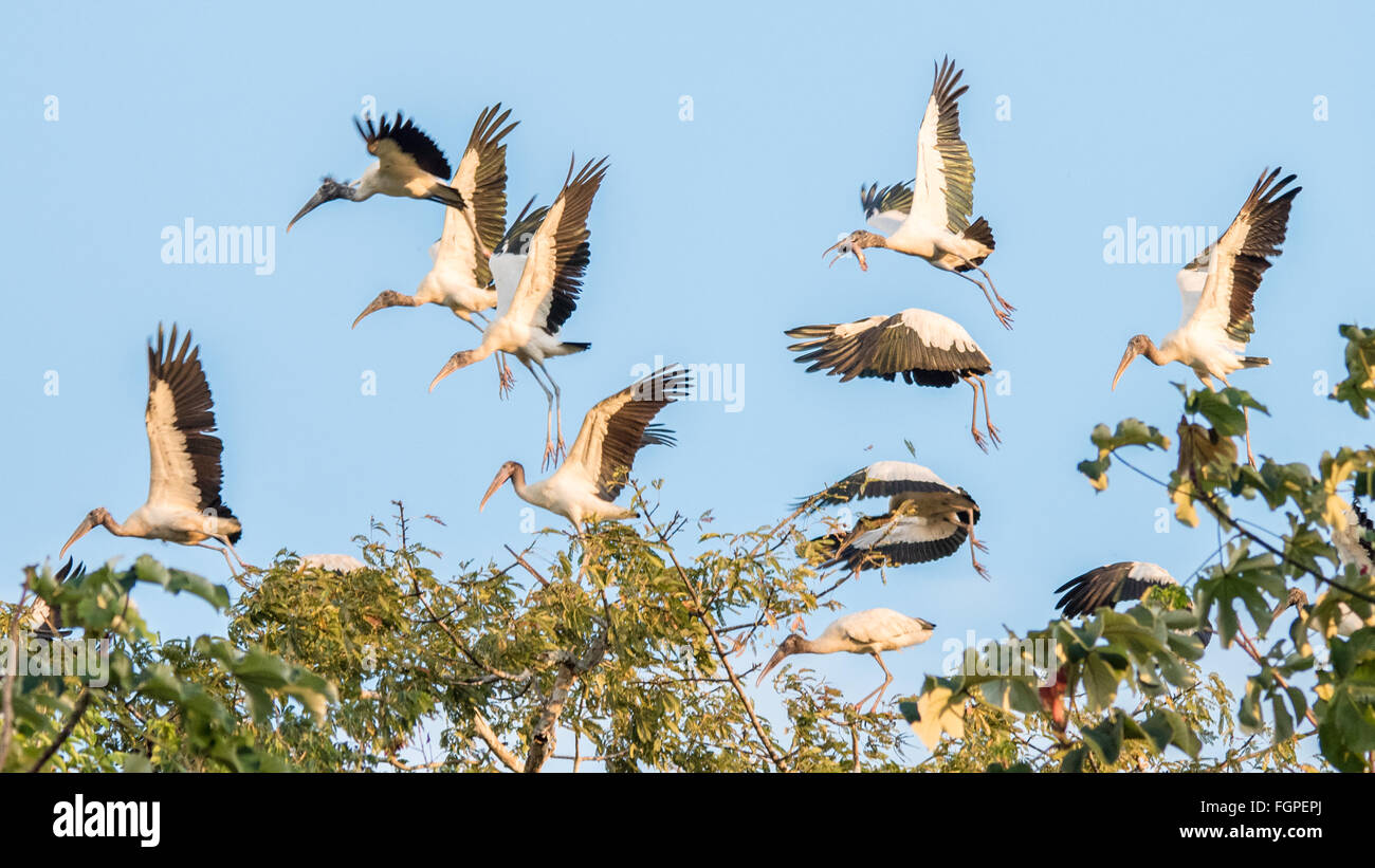 South american storks hi-res stock photography and images - Alamy