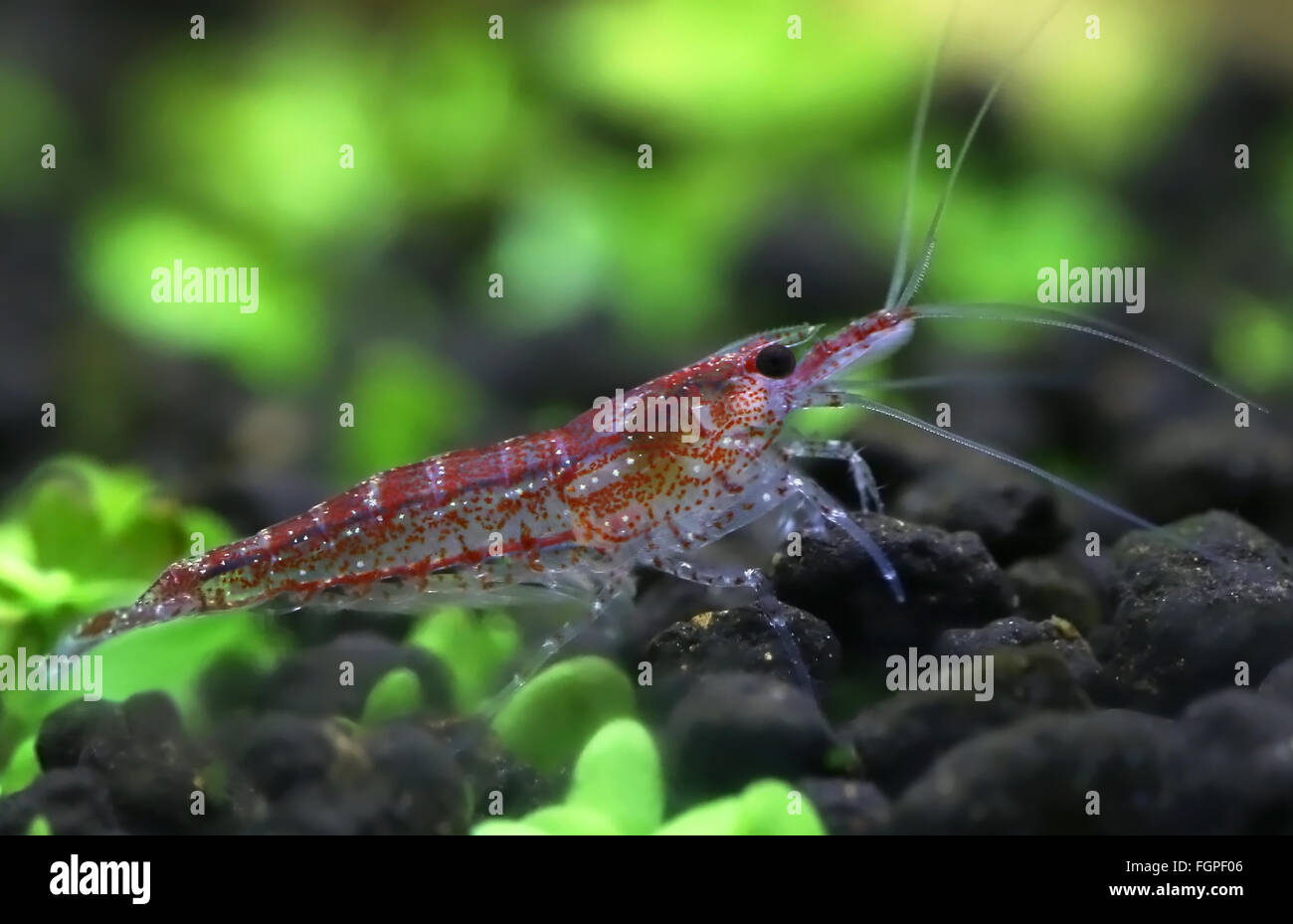 Male cherry shrimp in a planted aquarium Stock Photo