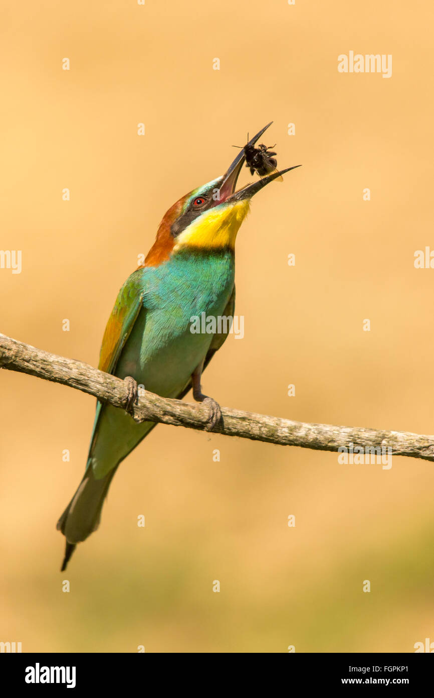 European Bee-eater (Merops apiaster) perched on a branch and tossing a bee Stock Photo