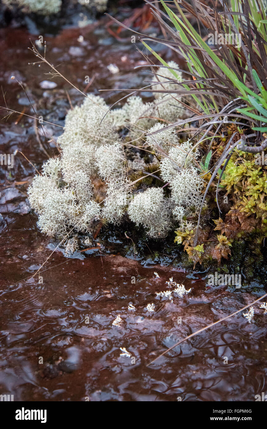 Plants growing on wet rock, Kaieteur National Park, Guyana, South America Stock Photo