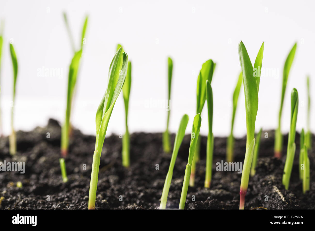 Spring Time Sprout Young sprout in springtime Stock Photo - Alamy