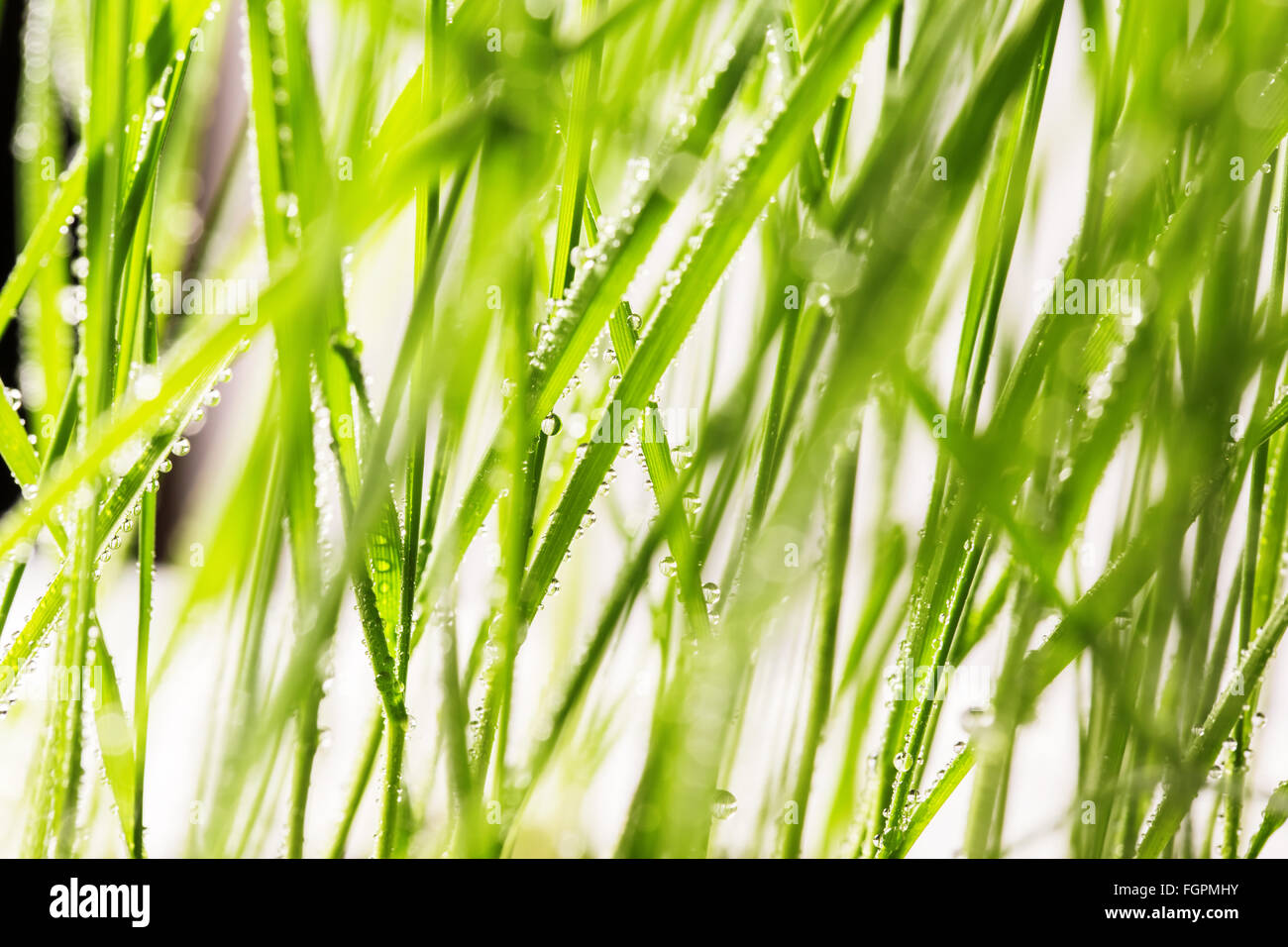 fresh green grass with water drops close-up Stock Photo - Alamy