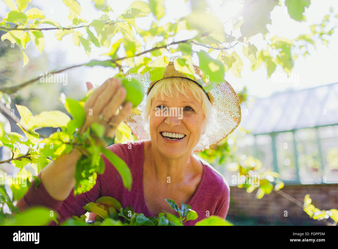 Smiling senior woman picking apple from tree in sunny garden Stock Photo