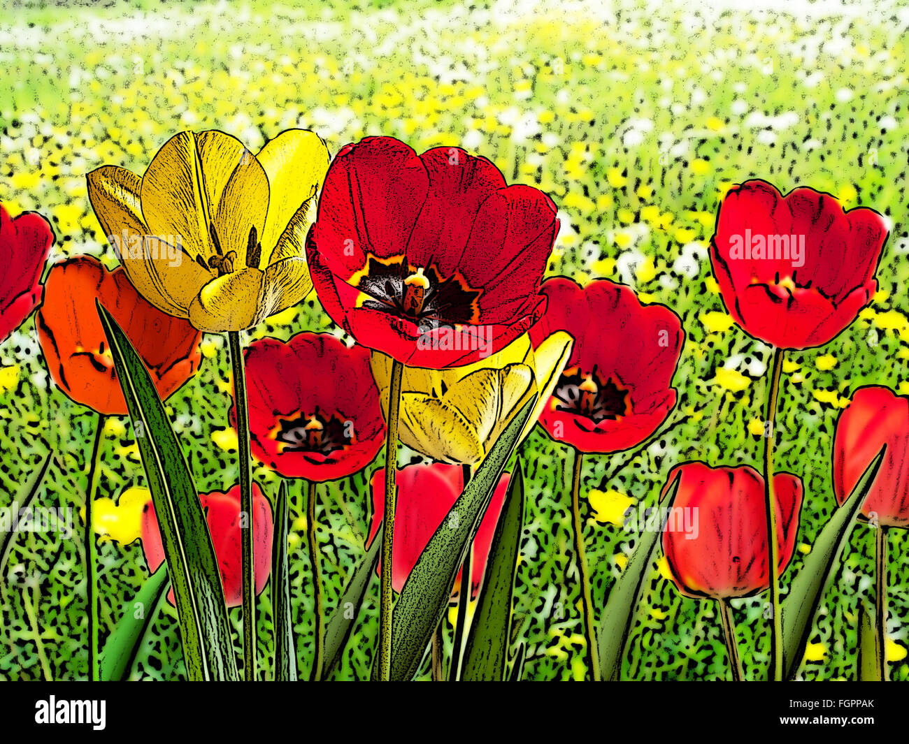 illustration of bed of red and yellow tulips Stock Photo - Alamy