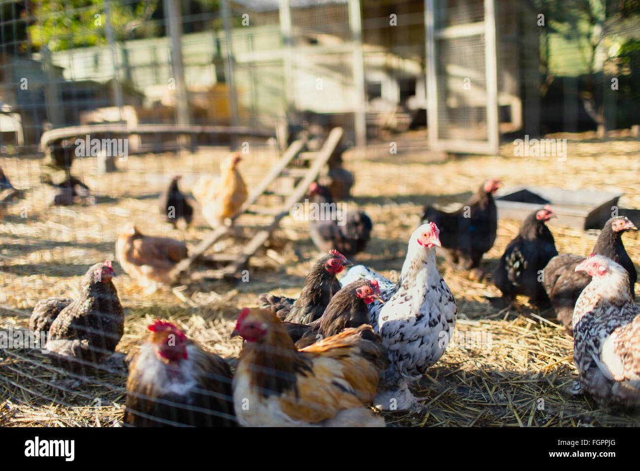 Free range chickens outside coop Stock Photo