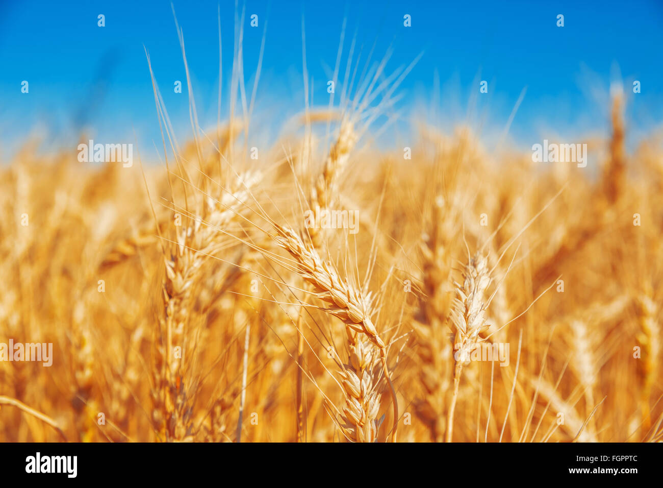 Gold wheat field and blue sky Stock Photo - Alamy