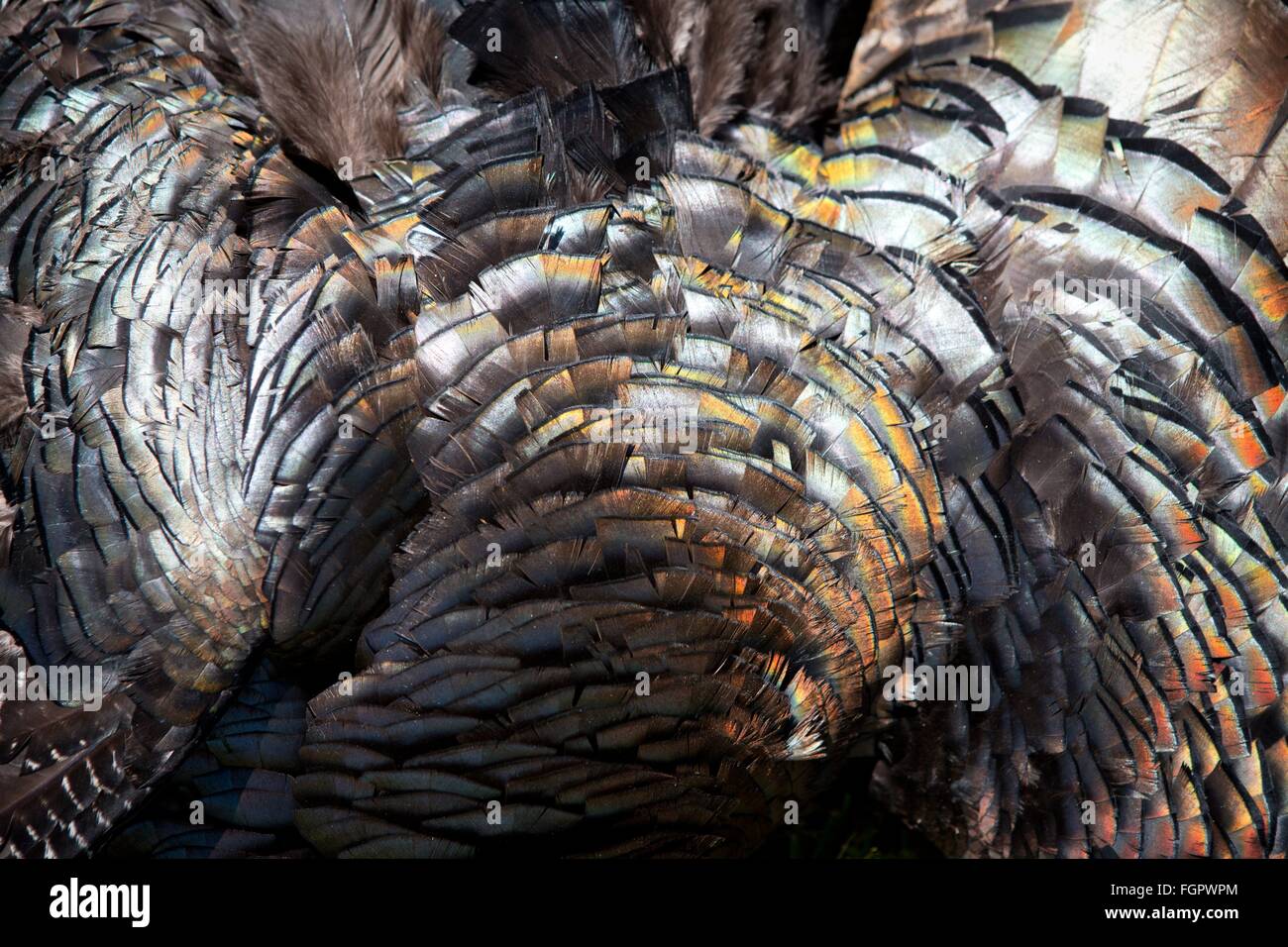 Gorgeous feathers of a wild turkey kill, in May 2015. Stock Photo