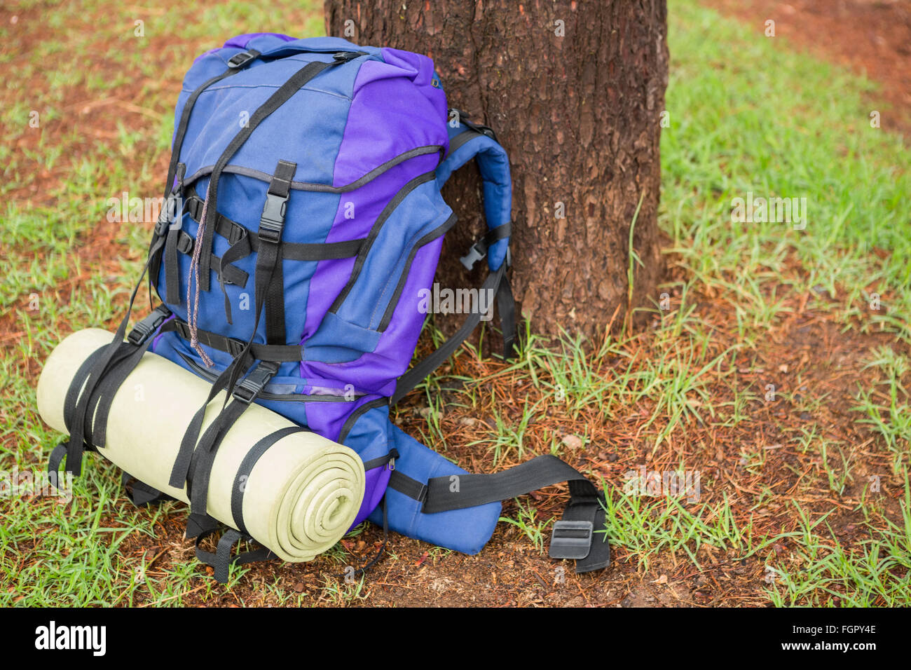 An hiking backpack leaning on a tree Stock Photo - Alamy