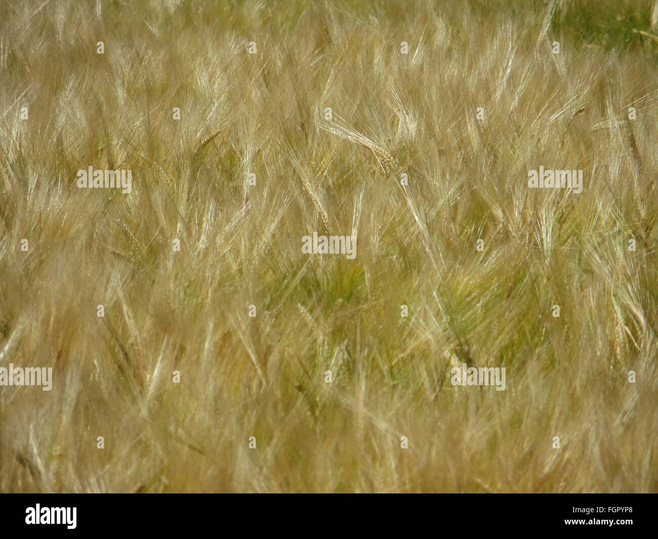 Barley Stock Photo